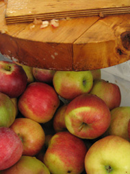 Apples at Dyckman Farmhouse Museum